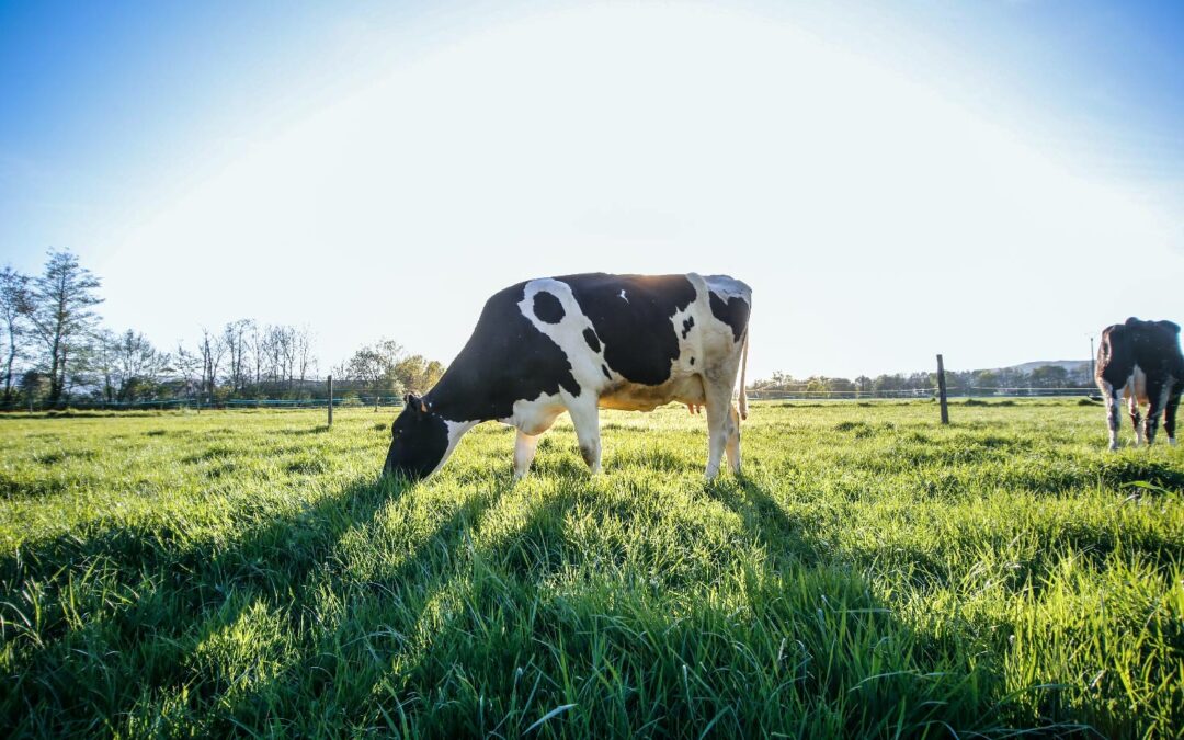 Refroidir vite et bien, pour préserver la qualité du lait